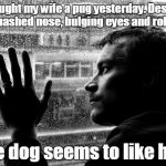 Over Educated Problems Meme | I bought my wife a pug yesterday. Despite the squashed nose, bulging eyes and rolls of fat; the dog seems to like her. | image tagged in memes,over educated problems | made w/ Imgflip meme maker