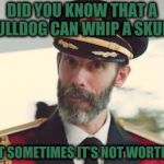 Captain Obvious | DID YOU KNOW THAT A BULLDOG CAN WHIP A SKUNK; BUT SOMETIMES IT’S NOT WORTH IT | image tagged in captain obvious | made w/ Imgflip meme maker