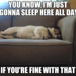 Sleepy Dog | YOU KNOW, I'M JUST GONNA SLEEP HERE ALL DAY; IF YOU'RE FINE WITH THAT | image tagged in sleepy dog | made w/ Imgflip meme maker