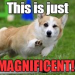 Corgi | This is just; MAGNIFICENT!! | image tagged in corgi | made w/ Imgflip meme maker