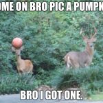 basketball deer | COME ON BRO PIC A PUMPKIN; BRO I GOT ONE. | image tagged in basketball deer | made w/ Imgflip meme maker