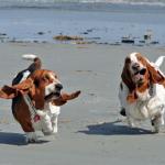 Basset hounds on the beach meme