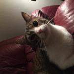 Mr Meowzer 