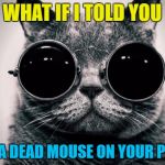 Who knew Morpheus had a cat? | WHAT IF I TOLD YOU; I LEFT A DEAD MOUSE ON YOUR PILLOW | image tagged in cat-morpheus,memes,animals,cats,morpheus,what if i told you | made w/ Imgflip meme maker