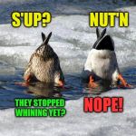 Politics as usual, someone is always whining about something | S'UP?             NUT'N; THEY STOPPED WHINING YET? NOPE! | image tagged in ducks,memes,democrats,republicans,liberals,conservatives | made w/ Imgflip meme maker