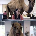 Hump Day Camels meme