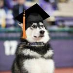 Graduation dog meme
