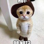 Cute Cat | HOT; OR NOT? | image tagged in cute cat | made w/ Imgflip meme maker