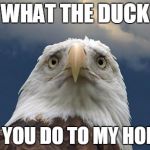Sad American Eagle | WHAT THE DUCK; DID YOU DO TO MY HOME? | image tagged in sad american eagle,memes,trump,'murica,dude you're an idiot,meme | made w/ Imgflip meme maker