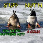 Fishin' for answers | S'UP?     NUT'N; YOU CATCH ANYTHING YET? A COLD! | image tagged in funny memes,fishing,ducks | made w/ Imgflip meme maker