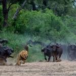 water buffalo chasing lion