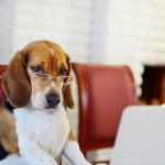 Smart beagle