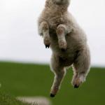 Dancing Sheep