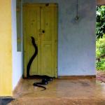 Snake at Door
