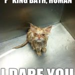 Cat meme. | GIVE ME ANOTHER F**KING BATH, HUMAN I DARE YOU | image tagged in memes,kill you cat | made w/ Imgflip meme maker