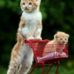 Kitty cat cart  meme