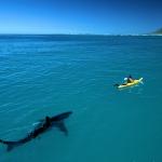 Kayak Shark