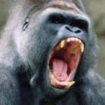 angry_gorilla_small.gif | HARAMBEEEE!!! | image tagged in angry_gorilla_smallgif | made w/ Imgflip meme maker