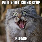 SpazCat | WILL YOU F*CKING STOP; PLEASE | image tagged in spazcat | made w/ Imgflip meme maker