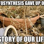 plants | PHOTOSYNTHESIS GAVE UP ON US; STORY OF OUR LIFE | image tagged in plants | made w/ Imgflip meme maker