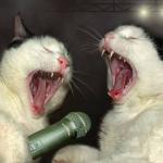 singing cats meme