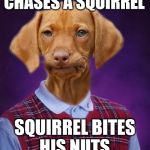 Bad Luck Raydog | CHASES A SQUIRREL; SQUIRREL BITES HIS NUTS. | image tagged in bad luck brian,bad luck raydog,memes,funny,animals,dogs | made w/ Imgflip meme maker