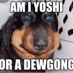 DERP-A-DOG | AM I YOSHI; OR A DEWGONG | image tagged in derp-a-dog,memes,funny,yoshi,dugong,animals | made w/ Imgflip meme maker