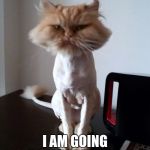 Shaved Pussy Cat | HUMAN, I AM GOING TO MURDER YOU. | image tagged in shaved pussy cat | made w/ Imgflip meme maker