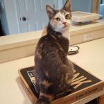 Cat On A Pizza Box