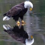 Existential Patriotic Eagle