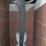 Elephant toilet