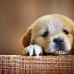 sad puppy