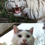 Tiger cat | EXPECTATION; REALITY | image tagged in tiger cat | made w/ Imgflip meme maker