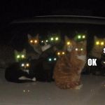 Cats on car | SHUT IT DOWN; OK | image tagged in cats on car | made w/ Imgflip meme maker