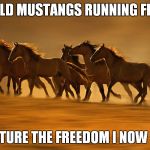 Making America AMERICA Again. I feel free already.  | WILD MUSTANGS RUNNING FREE; CAPTURE THE FREEDOM I NOW FEEL | image tagged in making america america again i feel free already | made w/ Imgflip meme maker