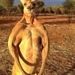 Tough kangaroo