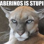 Annoyed Puma - taberinos | TABERINOS IS STUPID | image tagged in annoyed puma | made w/ Imgflip meme maker