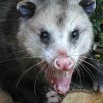 Possum