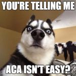 ACA isn't easy | YOU'RE TELLING ME; ACA ISN'T EASY? | image tagged in husky richard,obamacare | made w/ Imgflip meme maker