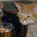 sad cat drinking booze