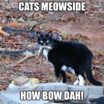 Cats Meowside How Bow Dah | CATS MEOWSIDE; HOW BOW DAH! | image tagged in cats meowside how bow dah | made w/ Imgflip meme maker