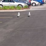 Lost Seagulls | LETS TAKE AWAK | image tagged in lost seagulls | made w/ Imgflip meme maker