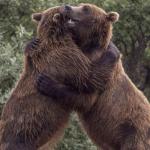 Bear hug meme