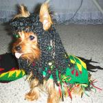 reggae doggo