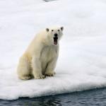 surprised polar bear