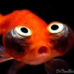 Shocked Fish