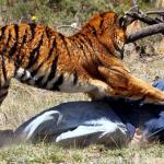Tiger attacking man