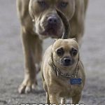its a dog life | THINK ITS; "A DOG'S LIFE?" GUESS AGAIN! | image tagged in dogs | made w/ Imgflip meme maker