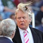 Trump Hair Surfer
