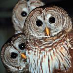 Quizzical owls